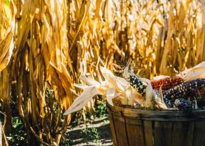 Basket of harvested corn with dried husks in a cornfield.