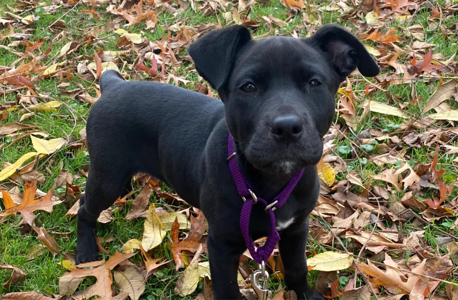 Black puppy on green grass surrounded by fallen autumn leaves.