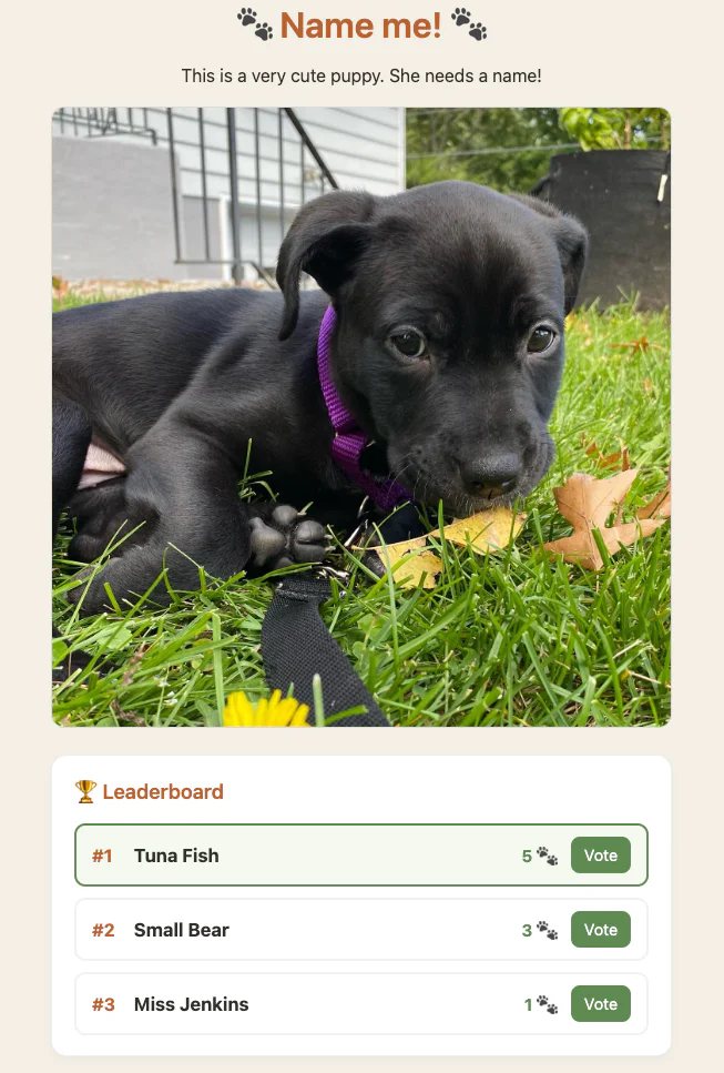 Black puppy with a purple collar chewing on a bone in the grass.