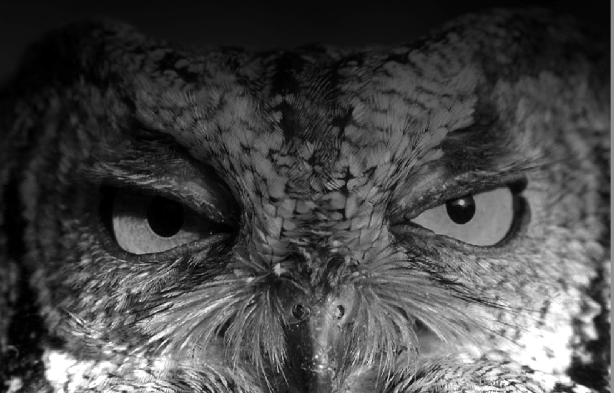 Draw The Owl Draw The Owl