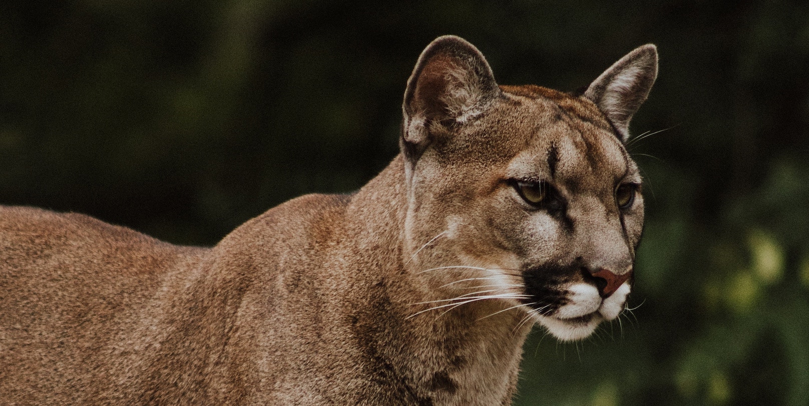 mountainlion mountainlion