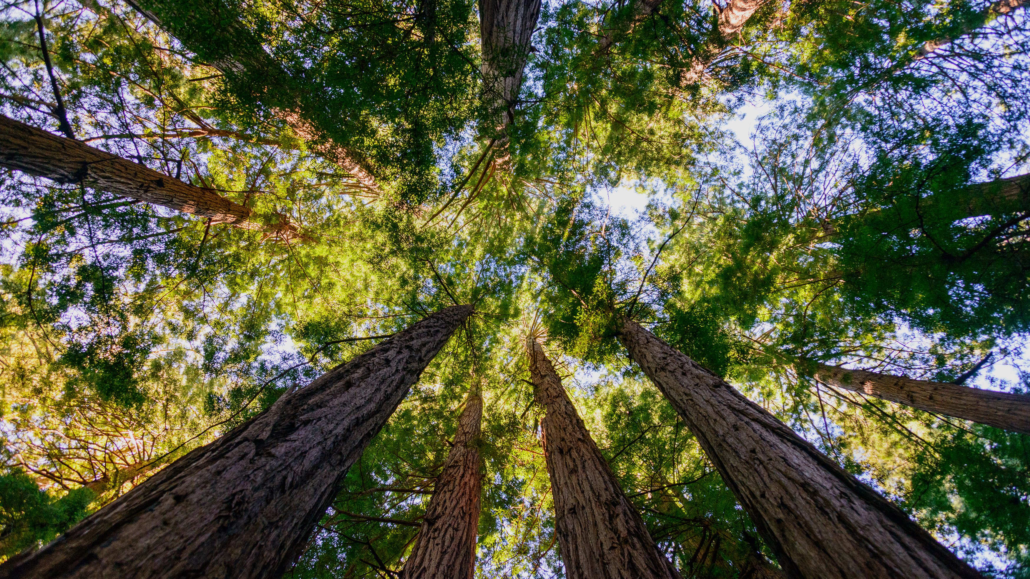 muirwoods-shutterstock_303081878-HDR.jpg