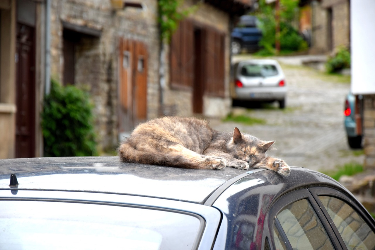Cat on a car for the cat facts Ruby on Rails app