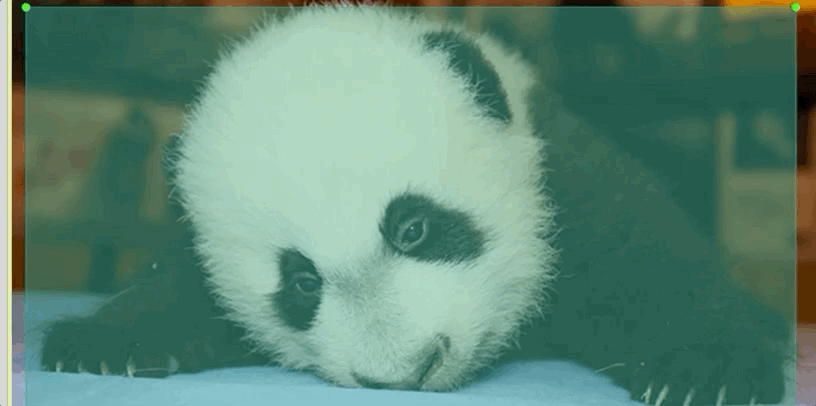 panda image gif
