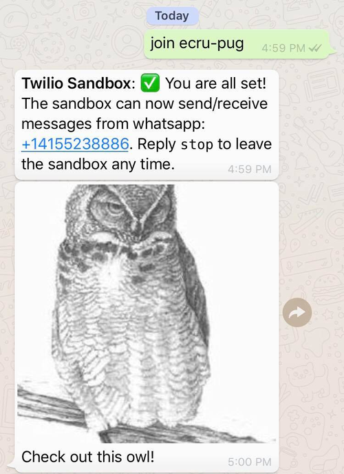 Tela do WhatsApp com a demonstração em funcionamento no número da Sandbox.