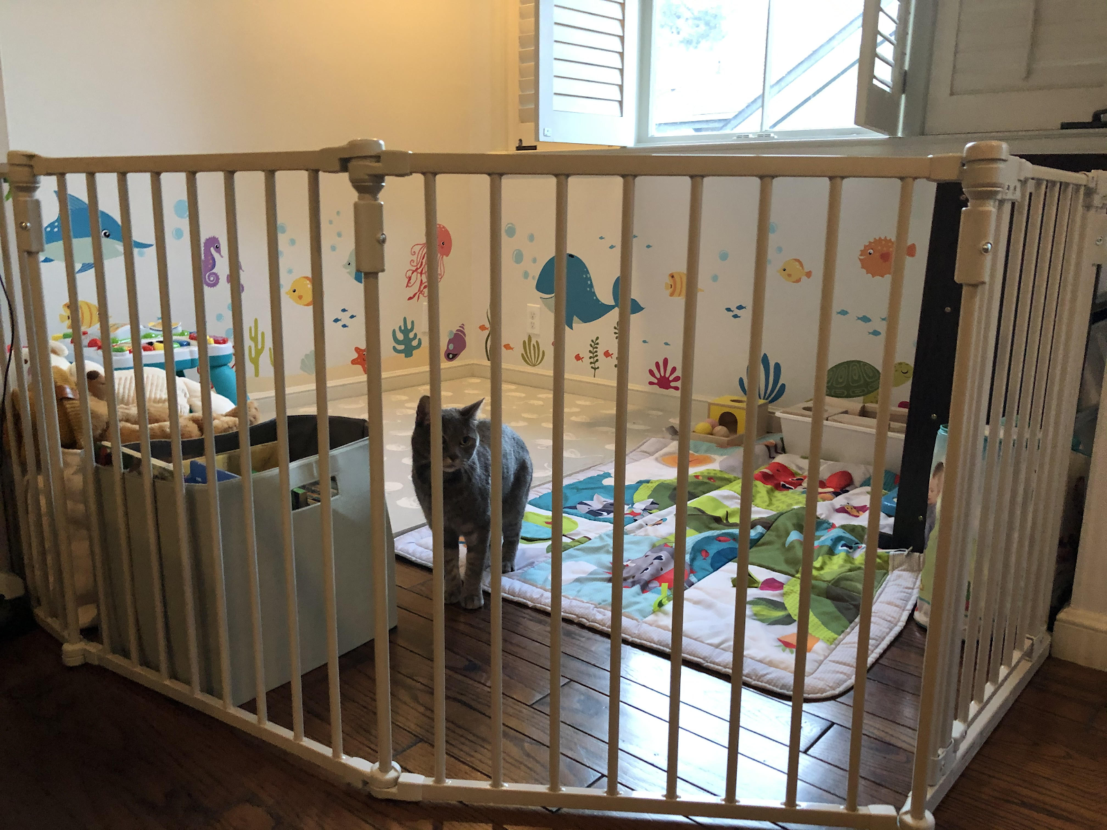 cat in baby area