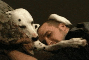 gif of a dalmation spooning a human and patting his head with a paw.