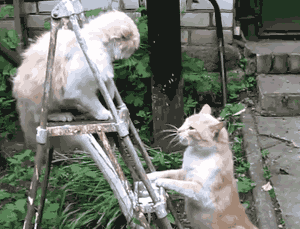Animated gif of two white and cream colored cats standing on a ladder and frantically batting at each other with their paws.