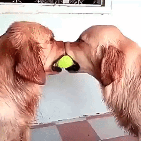 Gif of two golden retrievers playing tug of war with a tennis ball. A third golden retriever comes over and places his snout on top of theirs. HE&#39;S HALPING.