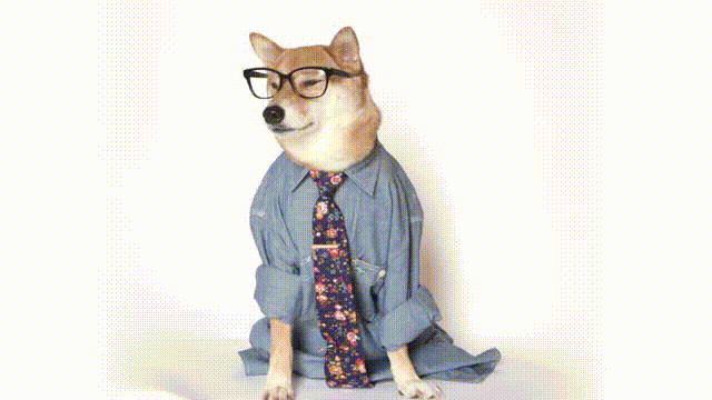 animated gif of a rather hipster dog dressed in a button up shirt, tie, and glasses, turning to "smile" at the camera.