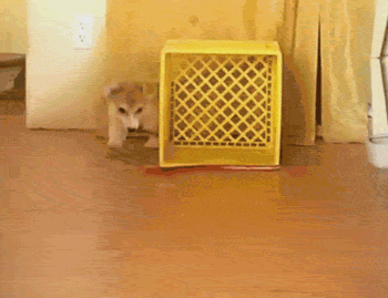 animated gif of a corgi puppy chasing its leash around an upturned milk crate in an endless circle.