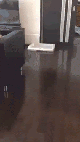 animated gif of a corgi in a box with only its head sticking out, running around the corner and looking around.