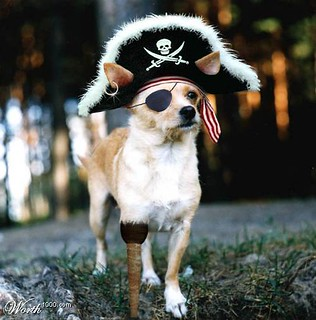 Image of a small dog with a peg leg, an eye patch, and a pirate hat with its ears adorably poking through.