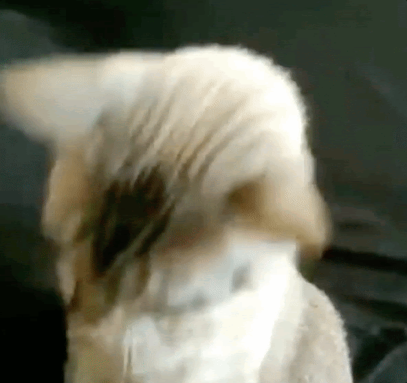 A cat in sunglasses. Caption "I'm ready"