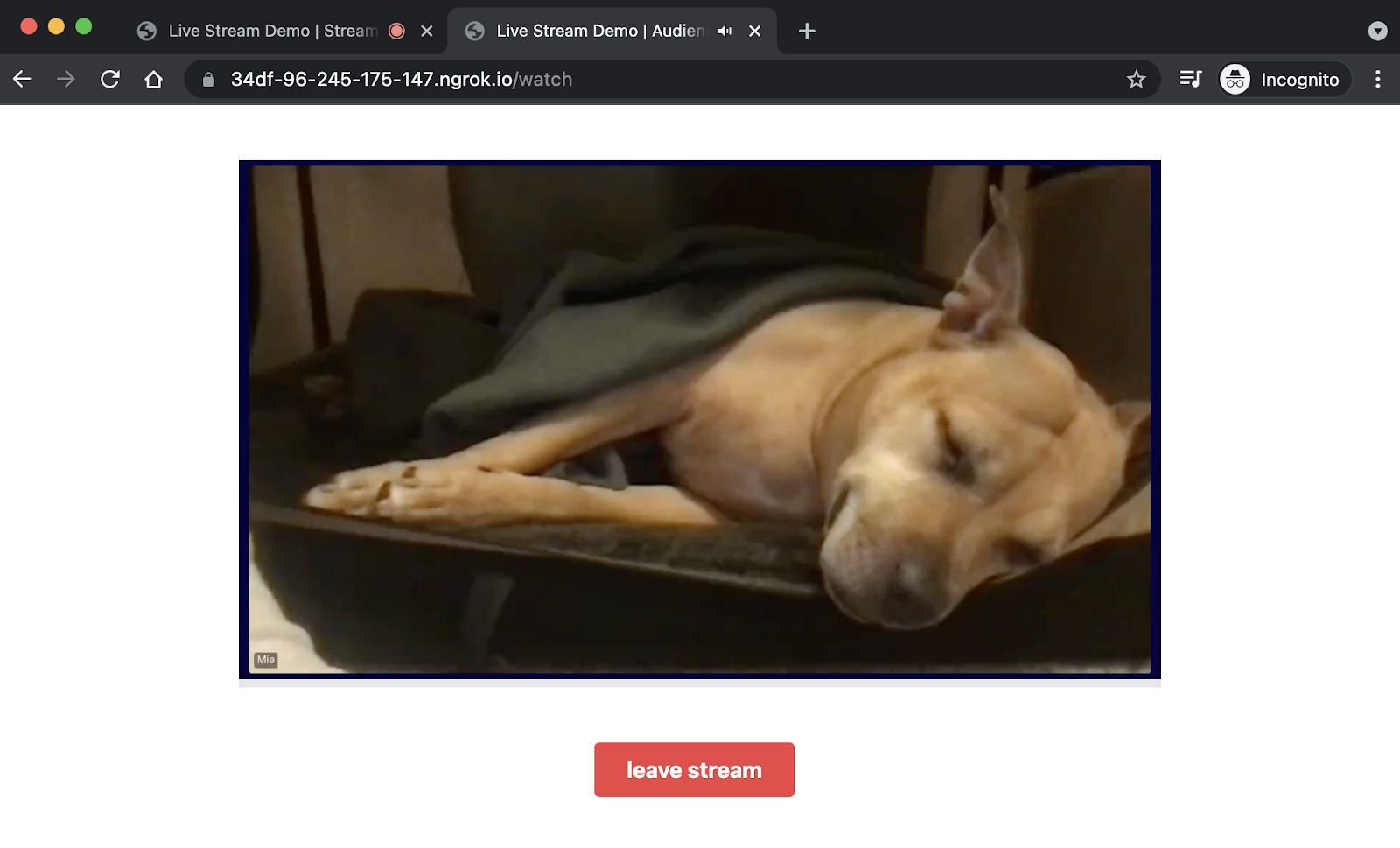 Audience view with livestream, showing sleeping pup. The "leave stream" button is just below the video.