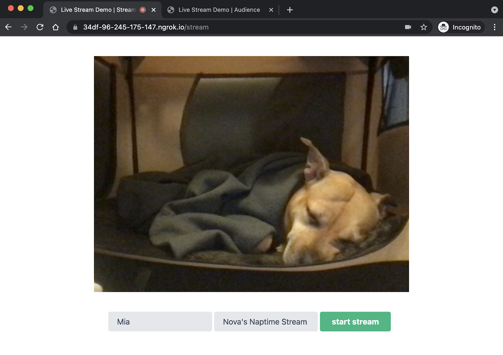Streamer view, with a sleeping dog in the video feed