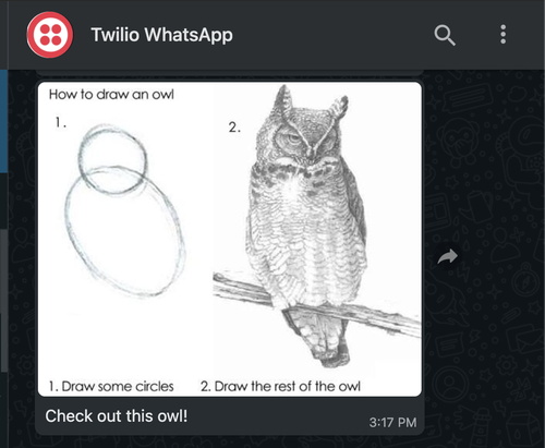 Console Twilio para WhatsApp mostrando uma imagem cuja mensagem diz: 'check out this owl!' (veja esta coruja!)