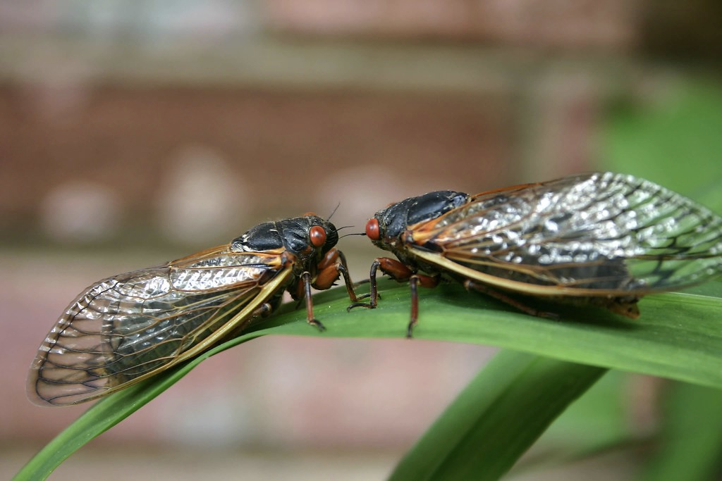 Two cicadas on a leaf
