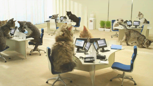 cute cats talking on the phone in an office setting