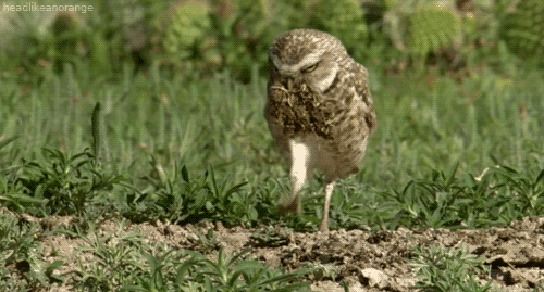 Owl gif