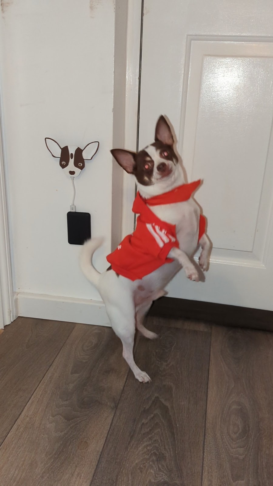 Bobby the Chihuahua on his hind legs standing by the front door with the mounted ESP32 and battery pack