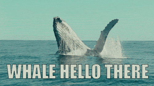 GIF of whale jumping that says "whale hello there"