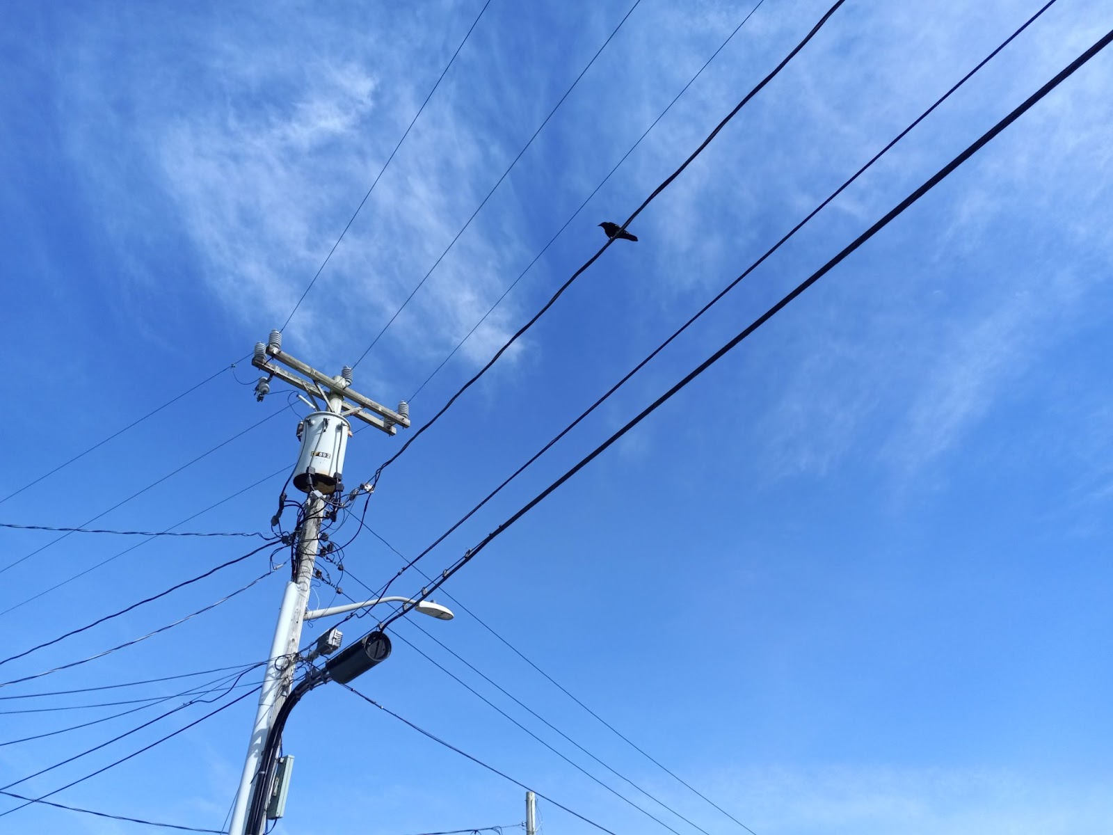 Bird sitting on a power line