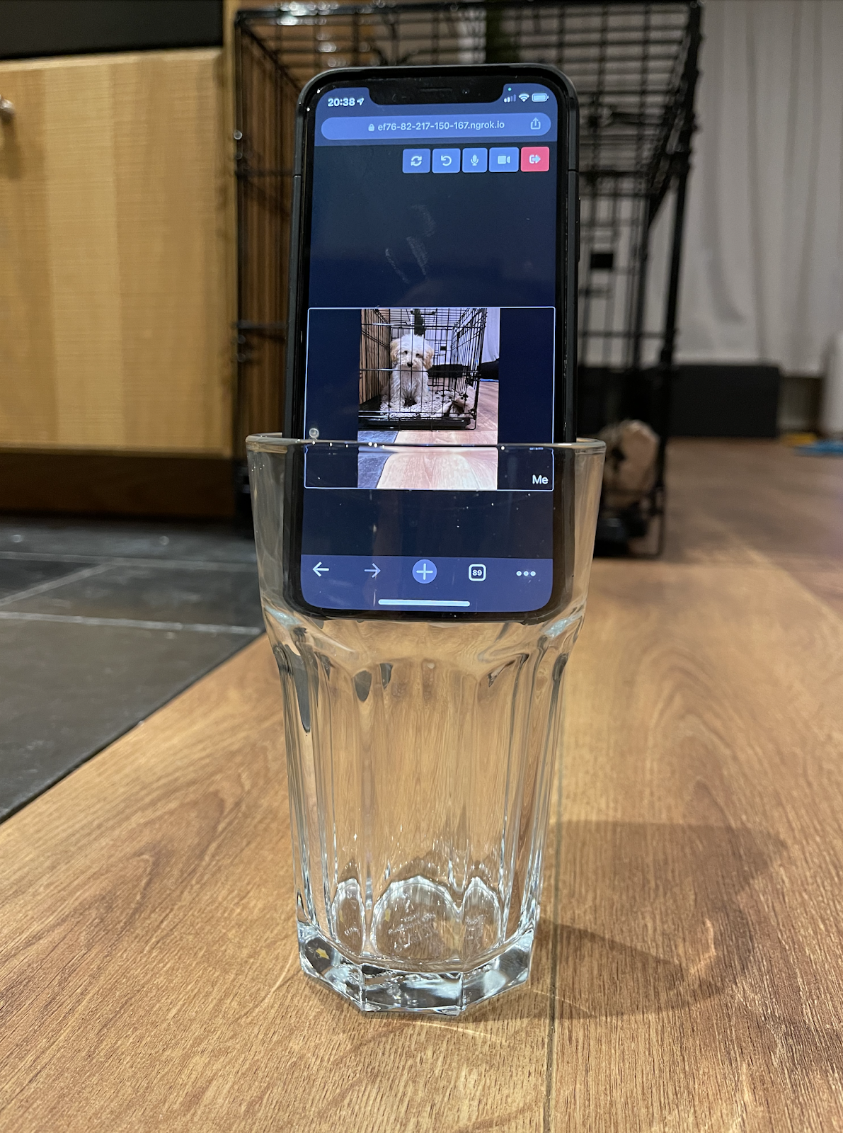 Phone held in a glass showing the dog cam app