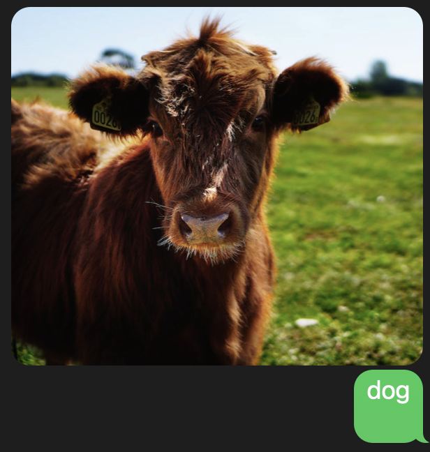 Picture of a cow