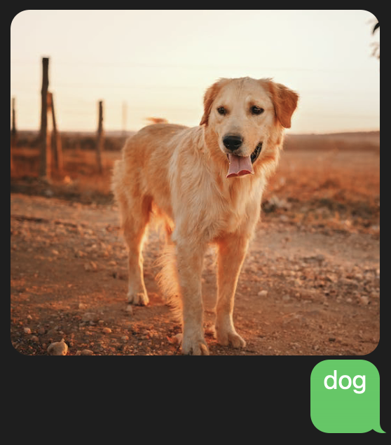 Picture of a golden retreiver