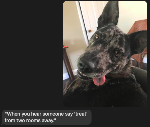 OpenAI's image API providing a funny caption for Dan's dog