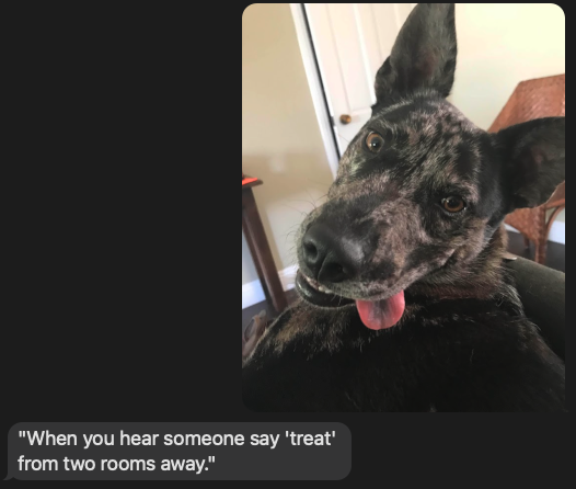 OpenAI&#x27;s image API providing a funny caption for Dan&#x27;s dog