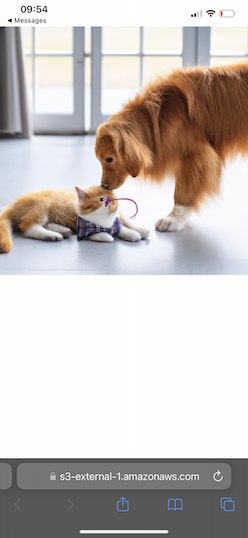 Screenshot of phone showing the AI-generated image based on the description “a golden retriever puppy playing with a kitten