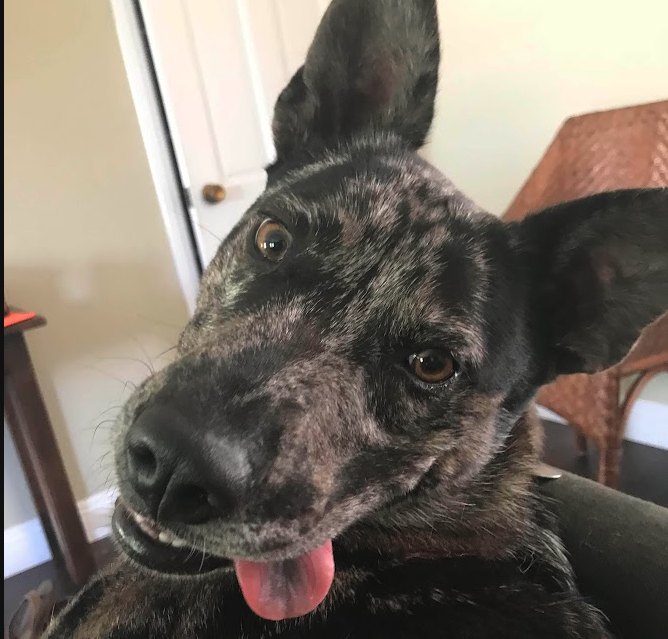 Attachment to an Inbound Email stored in AWS (Dan's dog!)